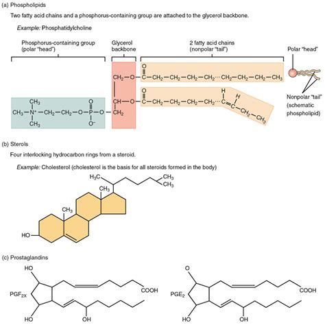 lipids are chemically most similar to